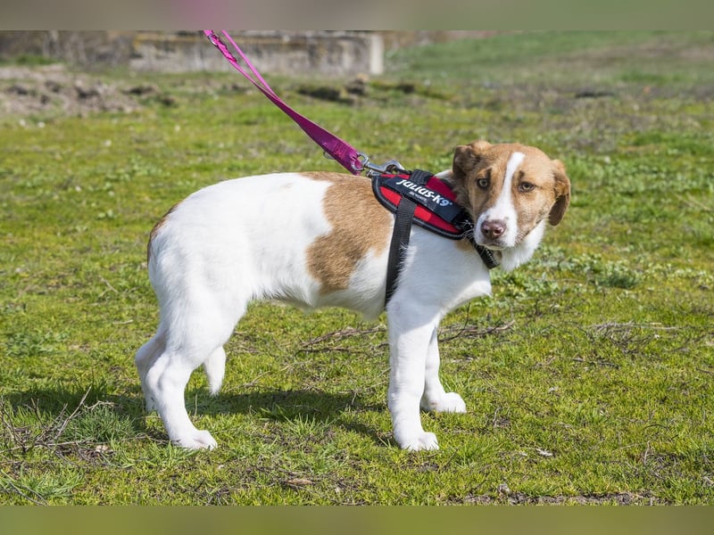 Tesco SI - schüchtern, manchmal ängstlich 