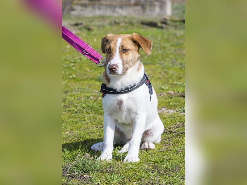 Tesco SI - schüchtern, manchmal ängstlich 