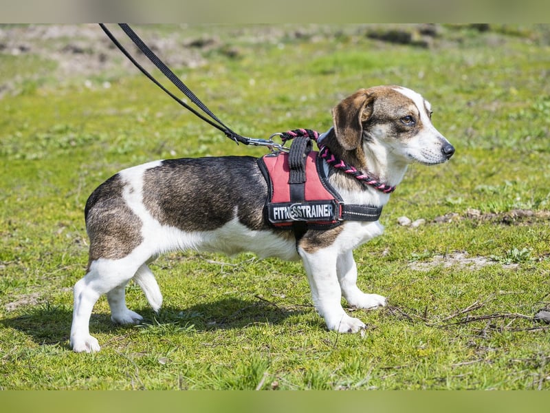 Manci SI - misstrauisch, noch scheu