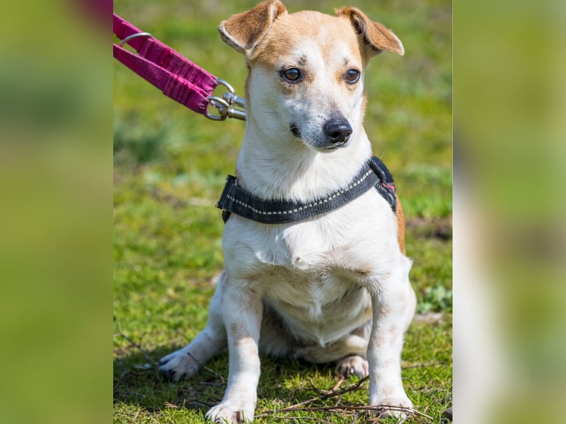 Egerke SI - zurückhaltend, eher scheu