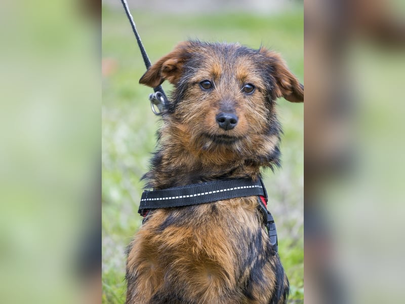 Szakall SI - vorsichtig, aktiv