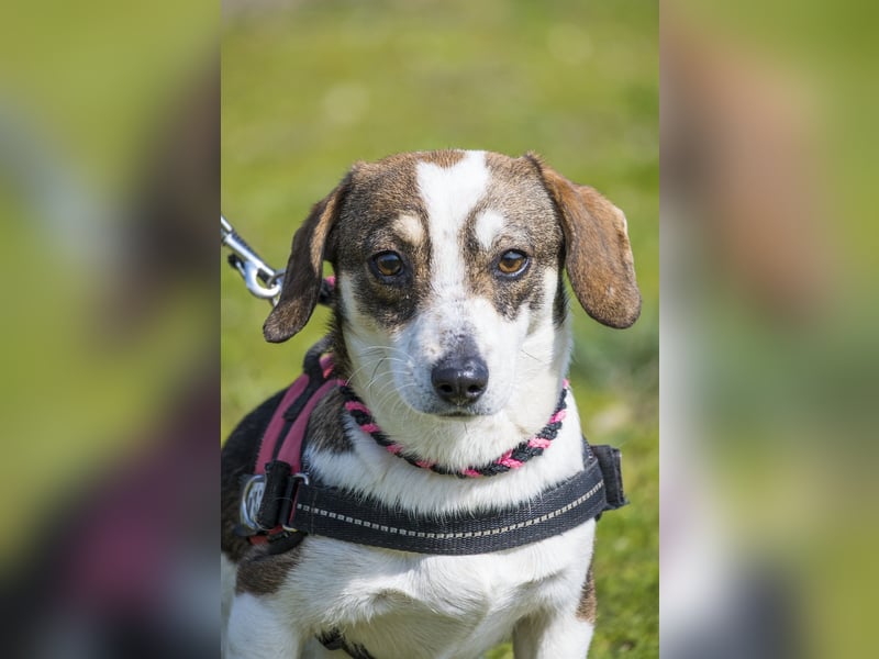 Manci SI - misstrauisch, noch scheu