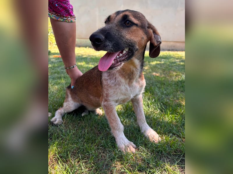 Toto, geboren 08.02.2026, 34cm sucht seine Leute