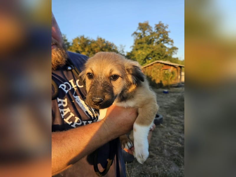 Bijou, geboren 15.06.2026, 29cm sucht ihr für immer Zuhause