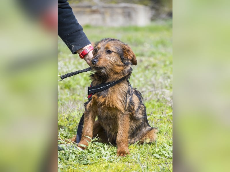 Szakall SI - vorsichtig, aktiv