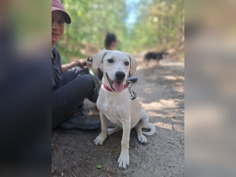 Jack - netter Hundejunge