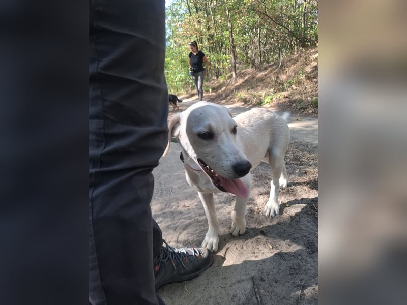 Jack - netter Hundejunge