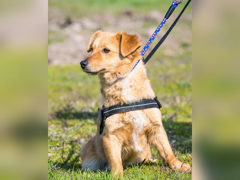 Csiperke SI - lieb, aktiv