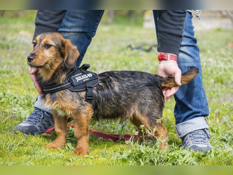 Bajusz - vorsichtig, aktiv