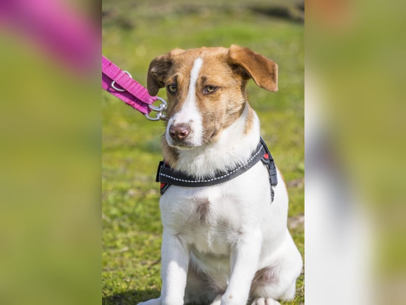 Tesco SI - schüchtern, manchmal ängstlich 