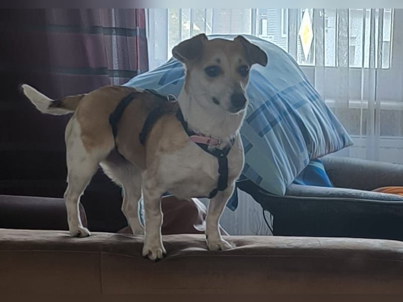 Egerke - neugierig , anhänglich 