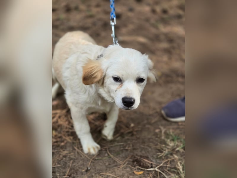 Toma - netter Hundejunge