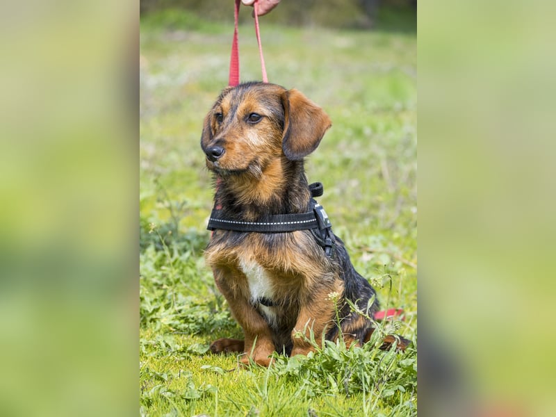 Bajusz - vorsichtig, aktiv