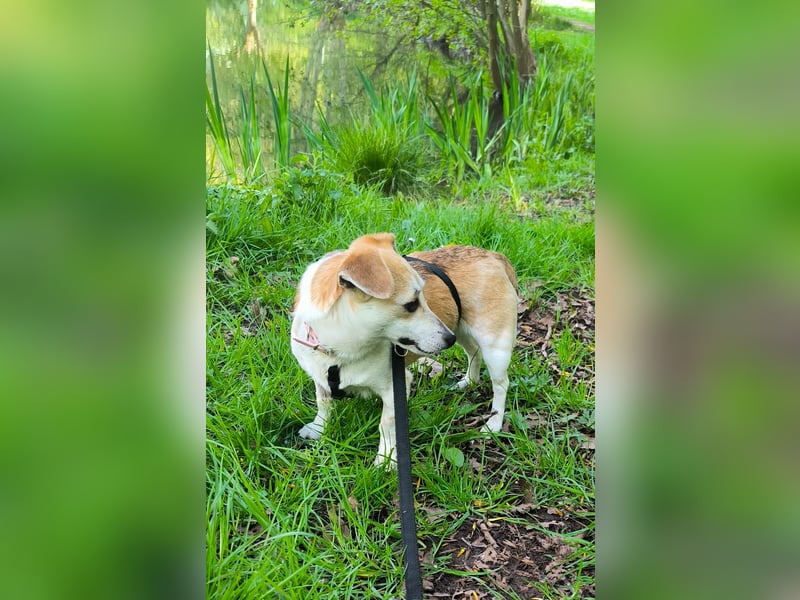 Egerke - neugierig , anhänglich 