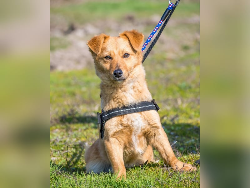 Csiperke SI - lieb, aktiv