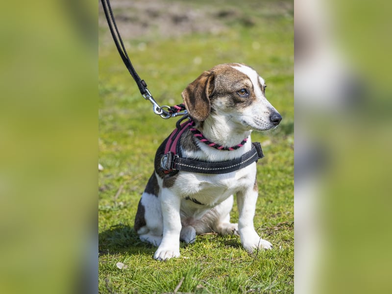 Manci SI - misstrauisch, noch scheu