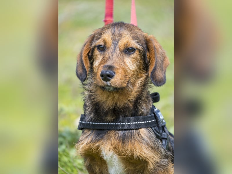 Bajusz - vorsichtig, aktiv