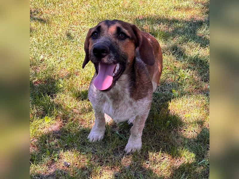 Toto, geboren 08.02.2026, 34cm sucht seine Leute