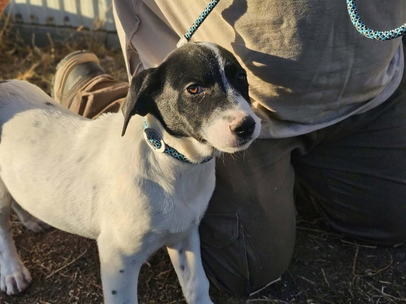 Bonbon, geboren 15.06.2026, 35cm sucht ihr Plätzchen