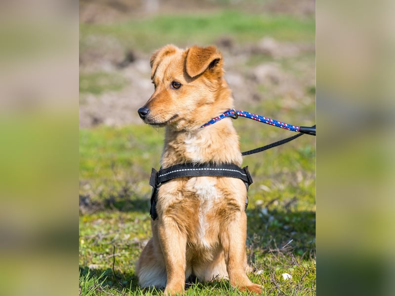 Csiperke SI - lieb, aktiv