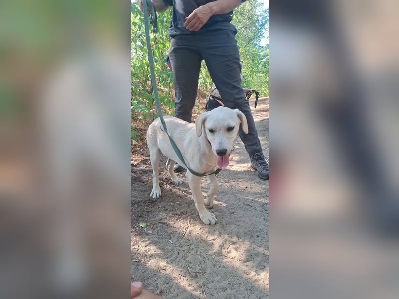 Jack - netter Hundejunge
