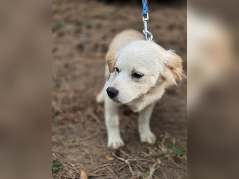 Toma - netter Hundejunge