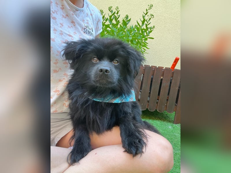Robin - liebt Streicheleinheiten