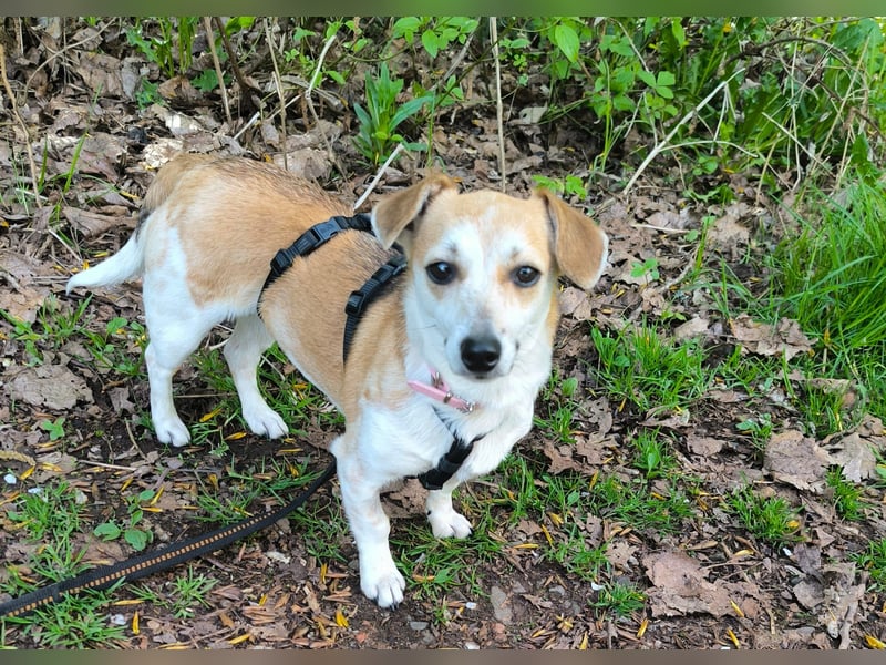 Egerke - neugierig , anhänglich 