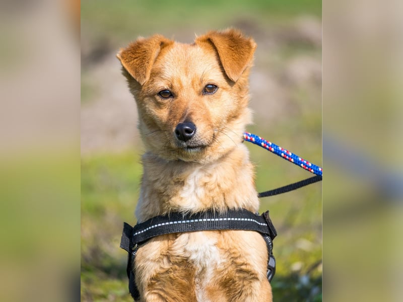 Csiperke SI - lieb, aktiv