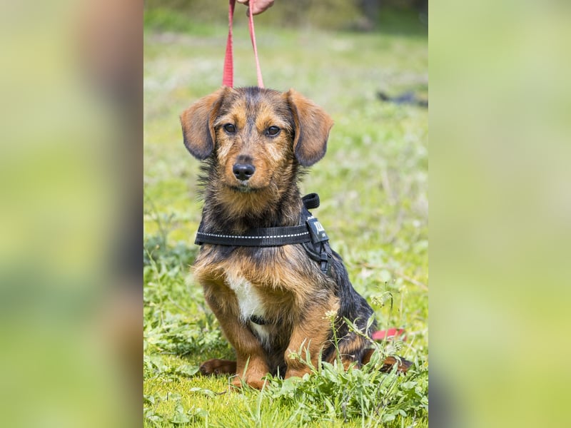 Bajusz - vorsichtig, aktiv