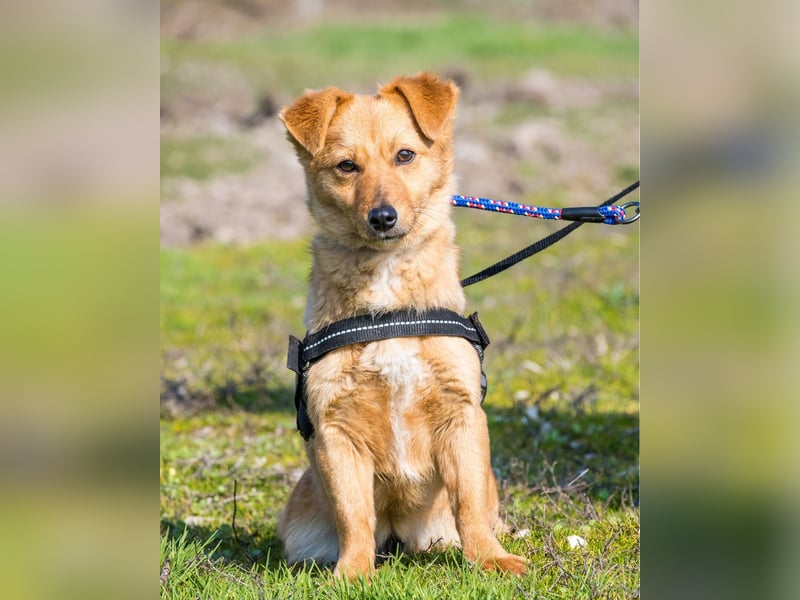 Csiperke SI - lieb, aktiv