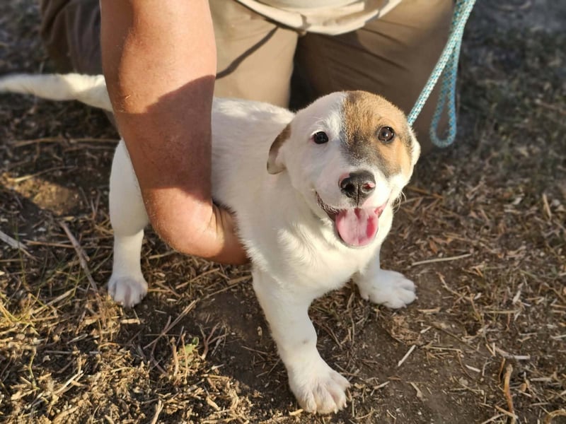 Byron, geboren 15.06.2026, 31cm sucht seine Chance