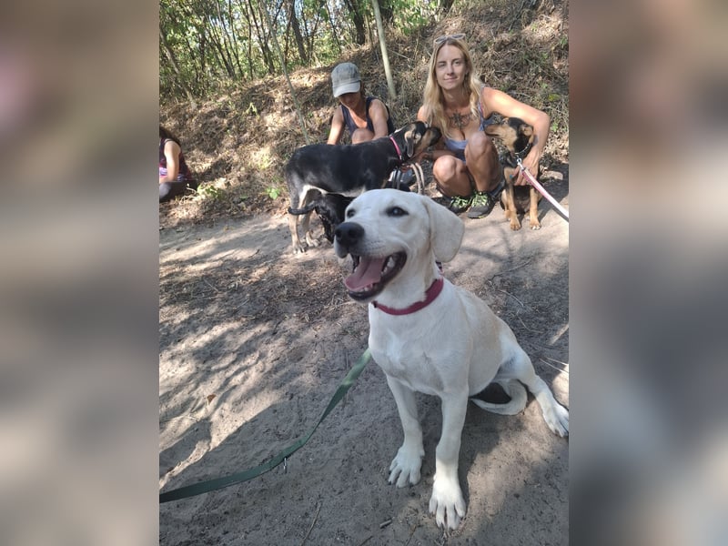 Jack - netter Hundejunge