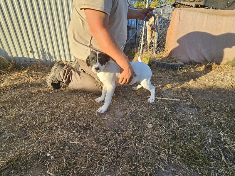 Bonbon, geboren 15.06.2026, 35cm sucht ihr Plätzchen