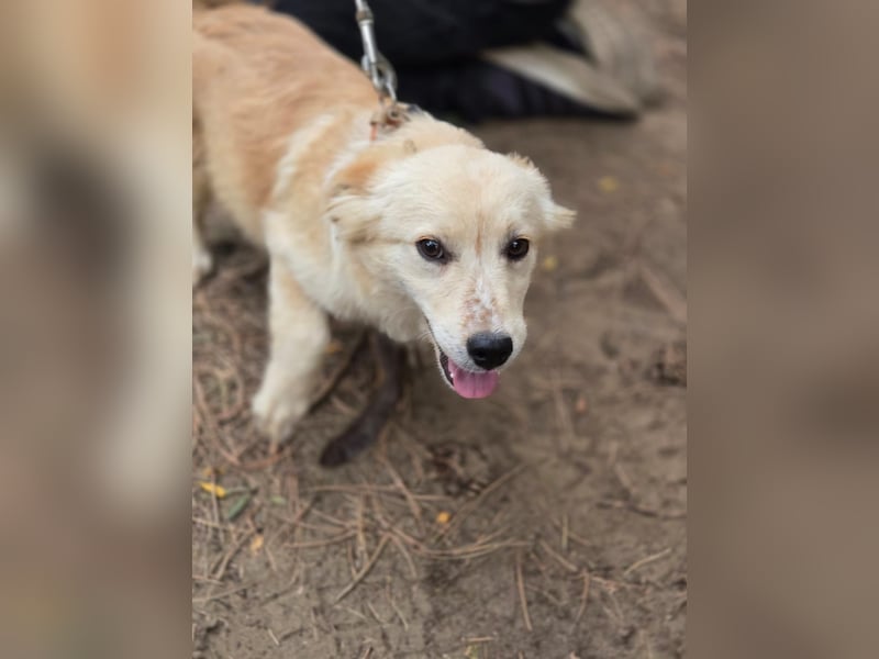 Toma - netter Hundejunge