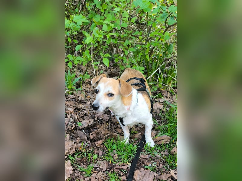 Egerke - neugierig , anhänglich 