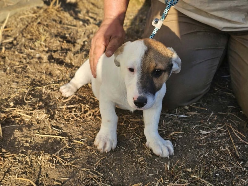 Byron, geboren 15.06.2026, 31cm sucht seine Chance