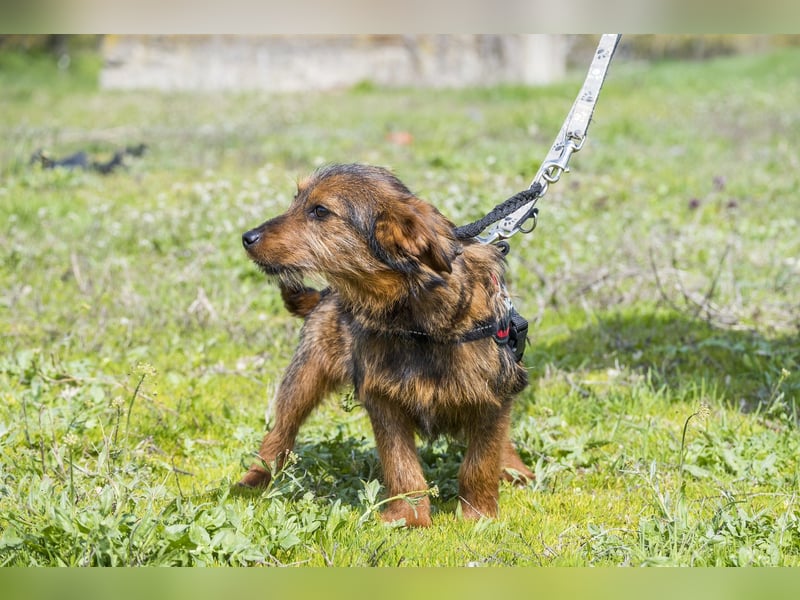 Szakall SI - vorsichtig, aktiv