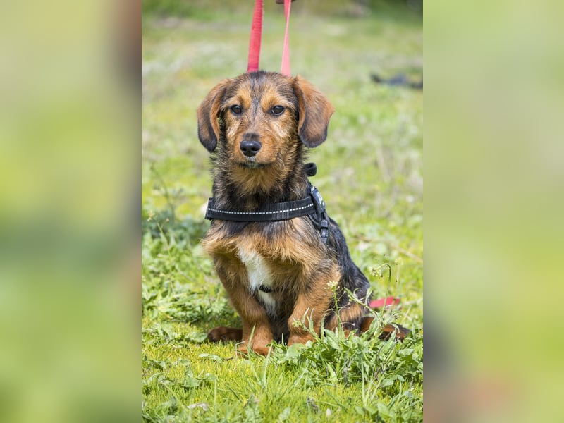 Bajusz - vorsichtig, aktiv