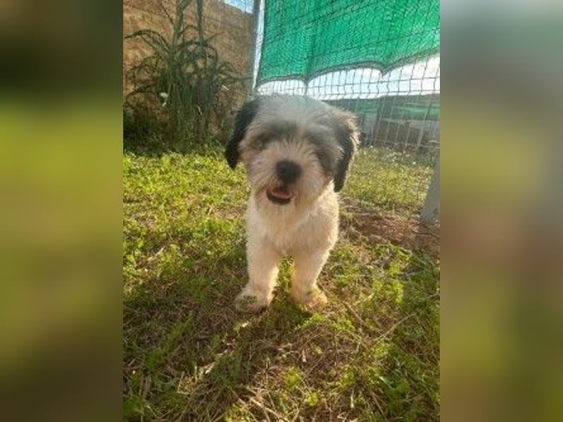 Fritzi sucht ihr Zuhause