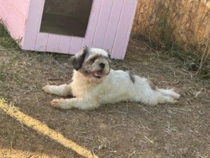 Fritzi sucht ihr Zuhause