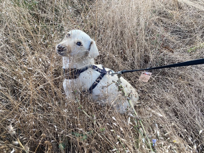 Nala - Team Iuliana