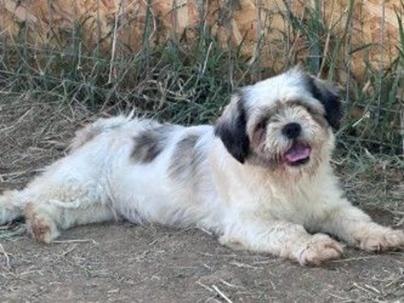 Fritzi sucht ihr Zuhause