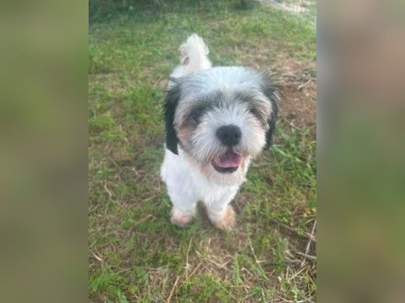 Fritzi sucht ihr Zuhause