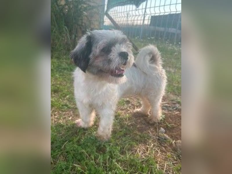 Fritzi sucht ihr Zuhause