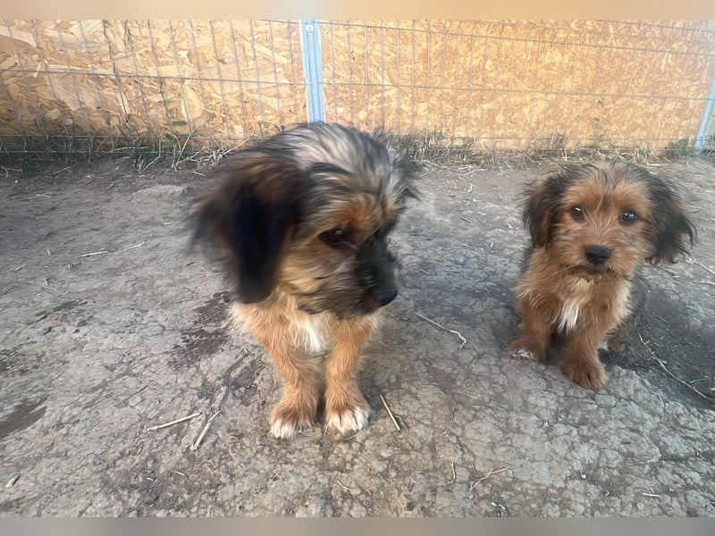Runa - Team Iuliana