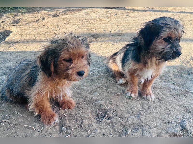 Runa - Team Iuliana