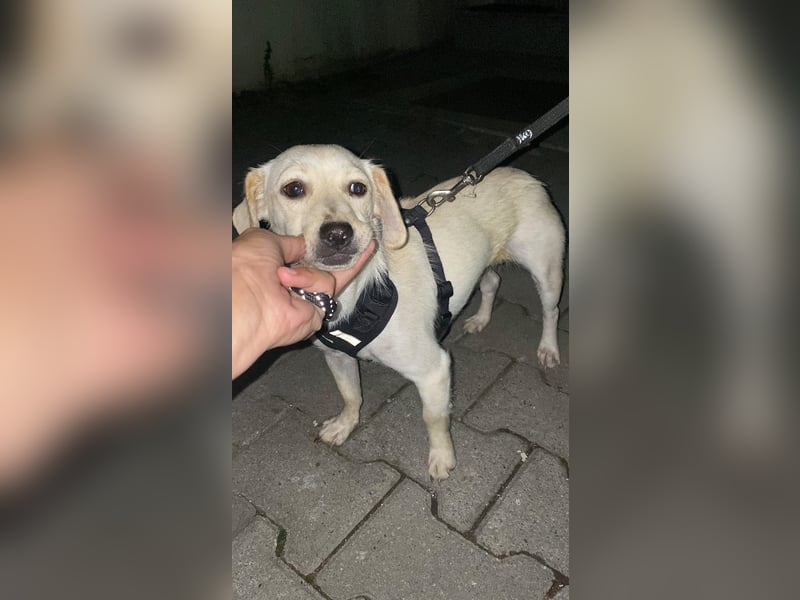 Nala - Team Iuliana