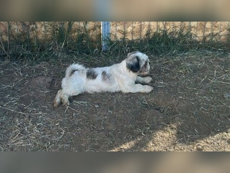 Fritzi sucht ihr Zuhause