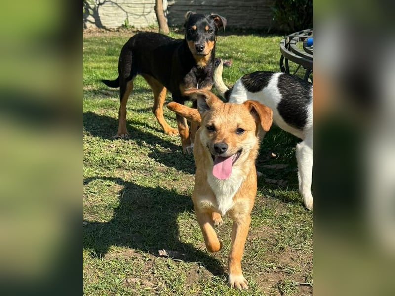 ♥KARA♥ auf Pflegestelle bei Köln - zuckersüße, fröhliche, verspielte Juniorin 30cm - bleibt kleiner